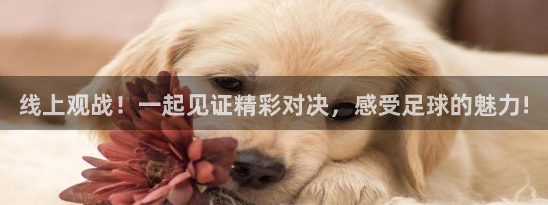 搜球直播吧：线上观战！一起见证精彩对决，感受足球的魅力!